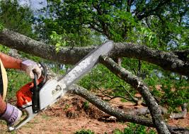 Best Tree Removal  in Dollar Bay, MI