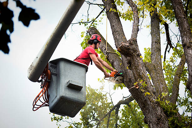 Trusted Dollar Bay, MI Tree Removal Experts